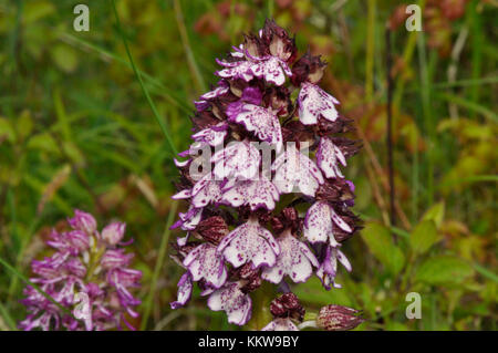 Lady Orchid' Orchis purpurea", Mai bis Juni, Lady / Affe Hybrid im Hintergrund, Hartslock finden, Goring, Oxfordshire, UK Stockfoto