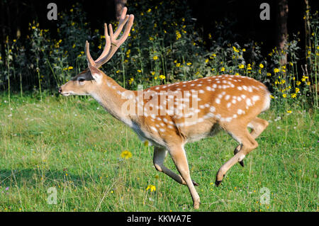 Whitetail deer standing im Sommer Holz Stockfoto