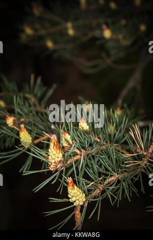 Schottische Kiefer in der Kaledonischen Wald am Abernethy in Schottland. Stockfoto