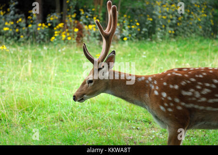 Sika Hirsche auf dem Hintergrund des grünen Grases. Stockfoto
