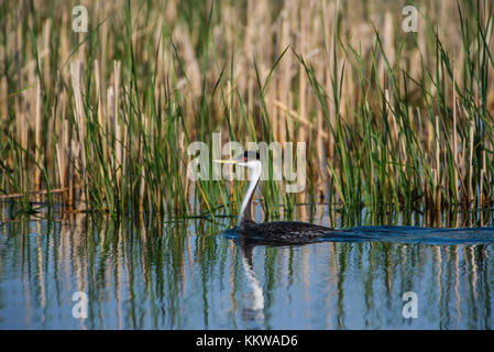 Western Grebe (Aechmophorus occidentalis), Sand See NWR, S. Dakota, USA, von Bruce Montagne/Dembinsky Foto Assoc Stockfoto