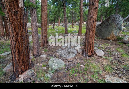 Ponderosa Pinien (Pinus ponderosa), Rocky Mountain NP, Colorado, USA, von Bruce Montagne/Dembinsky Foto Assoc Stockfoto