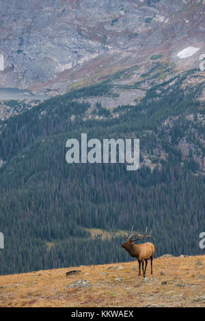 Stier, Elch, Wapiti (Cervus canadensis), Sturz, Rocky Mountain NP, Colorado, USA von Bruce Montagne/Dembinsky Foto Assoc Stockfoto