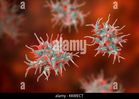 Acanthamoeba castellanii Amöben, computer Abbildung. Dies ist der reproduktiven und ansteckende Stadium des Organismus, oder trophozoite bilden. A. castellanii, einer frei lebenden einzelliger Organismus, ist in allen aquatischen Lebensräume und Boden gefunden. Es kann das Auge verursacht Acanthamoeba Keratitis, eine potentiell blendende Entzündung der Hornhaut infizieren. Obwohl selten, Infektion ist häufiger bei Kontaktlinsenträger. Stockfoto