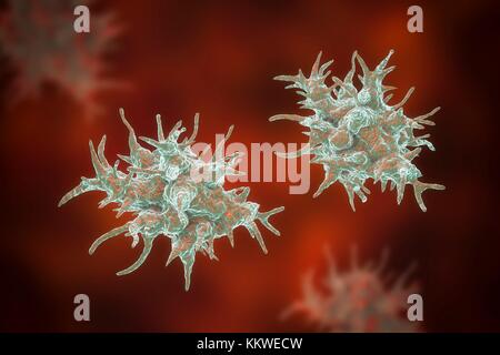 Acanthamoeba castellanii Amöben, computer Abbildung. Dies ist der reproduktiven und ansteckende Stadium des Organismus, oder trophozoite bilden. A. castellanii, einer frei lebenden einzelliger Organismus, ist in allen aquatischen Lebensräume und Boden gefunden. Es kann das Auge verursacht Acanthamoeba Keratitis, eine potentiell blendende Entzündung der Hornhaut infizieren. Obwohl selten, Infektion ist häufiger bei Kontaktlinsenträger. Stockfoto