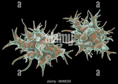 Acanthamoeba castellanii Amöben, computer Abbildung. Dies ist der reproduktiven und ansteckende Stadium des Organismus, oder trophozoite bilden. A. castellanii, einer frei lebenden einzelliger Organismus, ist in allen aquatischen Lebensräume und Boden gefunden. Es kann das Auge verursacht Acanthamoeba Keratitis, eine potentiell blendende Entzündung der Hornhaut infizieren. Obwohl selten, Infektion ist häufiger bei Kontaktlinsenträger. Stockfoto