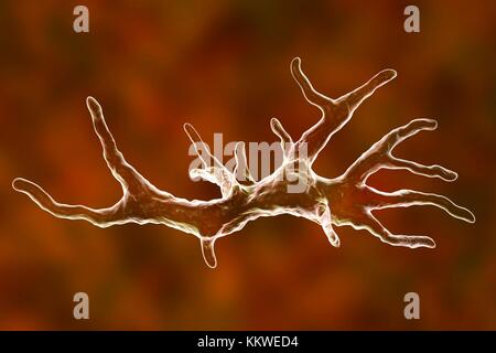 Balamuthia mandrillaris Amöben, computer Abbildung. Dies ist der reproduktiven Phase des Organismus, trophozoite bilden. B. mandrillaris, einer frei lebenden einzelliger Organismus, ist in Wasser und Boden in gemäßigten Regionen gefunden. Infektionen sind selten, aber es kann die Krankheit granulomatöse amöbische Enzephalitis (GAE) des Gehirns verursachen, ist fast immer tödlich. Stockfoto