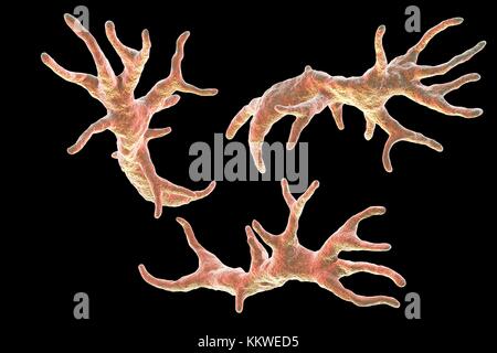 Balamuthia mandrillaris Amöben, computer Abbildung. Dies ist der reproduktiven Phase des Organismus, trophozoite bilden. B. mandrillaris, einer frei lebenden einzelliger Organismus, ist in Wasser und Boden in gemäßigten Regionen gefunden. Infektionen sind selten, aber es kann die Krankheit granulomatöse amöbische Enzephalitis (GAE) des Gehirns verursachen, ist fast immer tödlich. Stockfoto