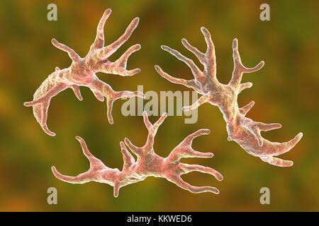 Balamuthia mandrillaris Amöben, computer Abbildung. Dies ist der reproduktiven Phase des Organismus, trophozoite bilden. B. mandrillaris, einer frei lebenden einzelliger Organismus, ist in Wasser und Boden in gemäßigten Regionen gefunden. Infektionen sind selten, aber es kann die Krankheit granulomatöse amöbische Enzephalitis (GAE) des Gehirns verursachen, ist fast immer tödlich. Stockfoto