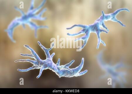Balamuthia mandrillaris Amöben, computer Abbildung. Dies ist der reproduktiven Phase des Organismus, trophozoite bilden. B. mandrillaris, einer frei lebenden einzelliger Organismus, ist in Wasser und Boden in gemäßigten Regionen gefunden. Infektionen sind selten, aber es kann die Krankheit granulomatöse amöbische Enzephalitis (GAE) des Gehirns verursachen, ist fast immer tödlich. Stockfoto