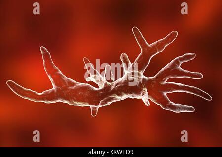 Balamuthia mandrillaris Amöben, computer Abbildung. Dies ist der reproduktiven Phase des Organismus, trophozoite bilden. B. mandrillaris, einer frei lebenden einzelliger Organismus, ist in Wasser und Boden in gemäßigten Regionen gefunden. Infektionen sind selten, aber es kann die Krankheit granulomatöse amöbische Enzephalitis (GAE) des Gehirns verursachen, ist fast immer tödlich. Stockfoto
