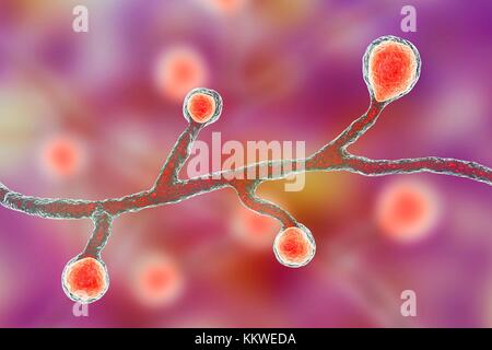 Blastomyces dermatitidis Pilz, computer Abbildung. Dieser Pilz ist der Erreger der Krankheit Blastomykose, das eine Reihe von Präsentationen. Es betrifft vor allem die Lunge und kann eine Grippe - wie Krankheit, eine akute Krankheit ähnlich wie Lungenentzündung, einer chronischen Krankheit wie Tuberkulose oder die möglicherweise tödliche akute respiratorische Syndrom verursachen. In einigen Fällen kann es auf die Haut, Knochen oder Organe ausbreiten und Läsionen. Die Behandlung mit Antimykotika. Stockfoto