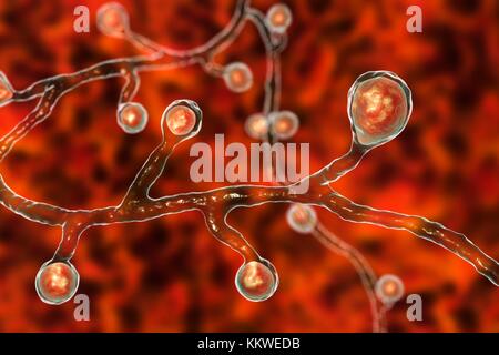 Blastomyces dermatitidis Pilz, computer Abbildung. Dieser Pilz ist der Erreger der Krankheit Blastomykose, das eine Reihe von Präsentationen. Es betrifft vor allem die Lunge und kann eine Grippe - wie Krankheit, eine akute Krankheit ähnlich wie Lungenentzündung, einer chronischen Krankheit wie Tuberkulose oder die möglicherweise tödliche akute respiratorische Syndrom verursachen. In einigen Fällen kann es auf die Haut, Knochen oder Organe ausbreiten und Läsionen. Die Behandlung mit Antimykotika. Stockfoto