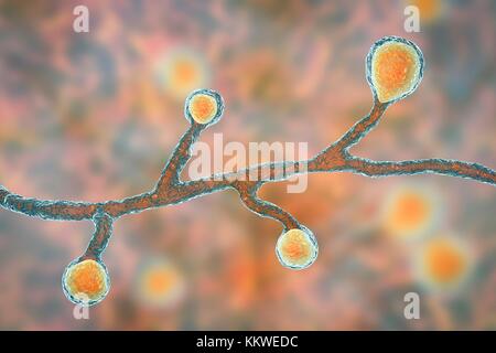 Blastomyces dermatitidis Pilz, computer Abbildung. Dieser Pilz ist der Erreger der Krankheit Blastomykose, das eine Reihe von Präsentationen. Es betrifft vor allem die Lunge und kann eine Grippe - wie Krankheit, eine akute Krankheit ähnlich wie Lungenentzündung, einer chronischen Krankheit wie Tuberkulose oder die möglicherweise tödliche akute respiratorische Syndrom verursachen. In einigen Fällen kann es auf die Haut, Knochen oder Organe ausbreiten und Läsionen. Die Behandlung mit Antimykotika. Stockfoto