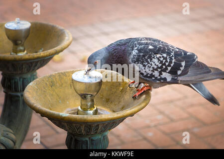 Eine Taube ist Trinkwasser aus einer Benson bubbler öffentlichen bronze Trinkwasser Brunnen in der Innenstadt von Portland, Oregon Stockfoto