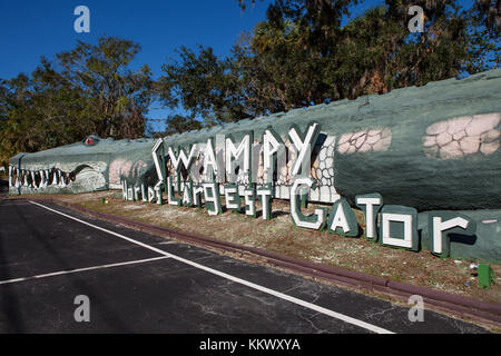Junge Alligatoren in Gefangenschaft im Dschungel Abenteuer Wildlife Park, Weihnachten, Florida Stockfoto