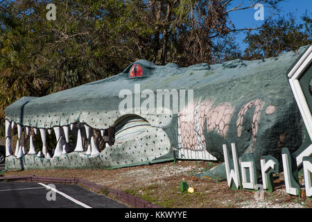 Junge Alligatoren in Gefangenschaft im Dschungel Abenteuer Wildlife Park, Weihnachten, Florida Stockfoto