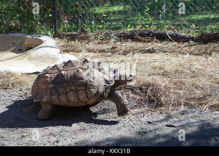 Afrikanische Sporenschildkröte (geochelone sulcata) im Jungle Adventures Wildlife Park, Weihnachten, Florida Stockfoto