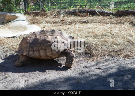 Afrikanische Sporenschildkröte (geochelone sulcata) im Jungle Adventures Wildlife Park, Weihnachten, Florida Stockfoto