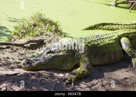 Alligatoren im Dschungel Abenteuer Wildlife Park, Weihnachten, Florida Stockfoto