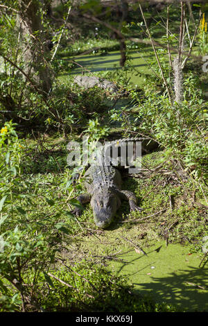 Alligatoren im Dschungel Abenteuer Wildlife Park, Weihnachten, Florida Stockfoto