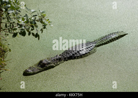 Alligatoren im Dschungel Abenteuer Wildlife Park, Weihnachten, Florida Stockfoto