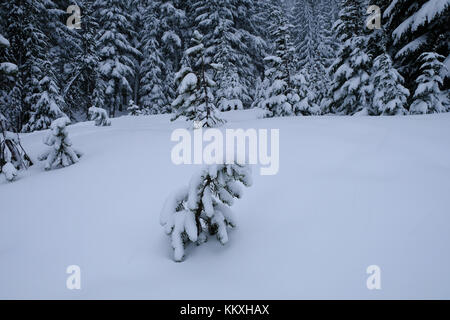 Mount Bachelor, Bend, Oregon, USA, 2. Dezember 2017. Starker Schneefall deckt Bäume am Mount Bachelor Skigebiet. Stockfoto