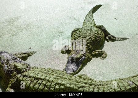 Alligatoren im Dschungel Abenteuer Wildlife Park, Weihnachten, Florida Stockfoto