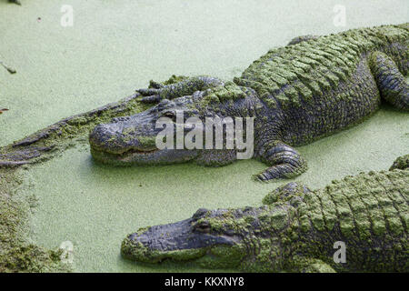 Alligatoren im Dschungel Abenteuer Wildlife Park, Weihnachten, Florida Stockfoto