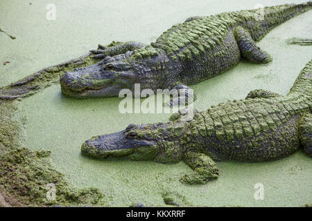 Alligatoren im Dschungel Abenteuer Wildlife Park, Weihnachten, Florida Stockfoto