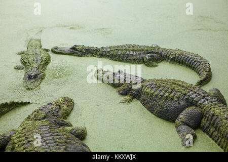 Alligatoren im Dschungel Abenteuer Wildlife Park, Weihnachten, Florida Stockfoto