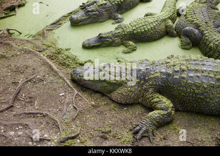 Alligatoren im Dschungel Abenteuer Wildlife Park, Weihnachten, Florida Stockfoto