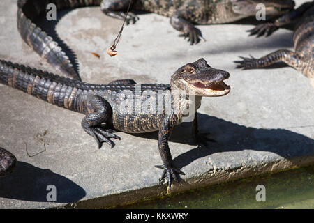 Alligatoren im Dschungel Abenteuer Wildlife Park, Weihnachten, Florida Stockfoto