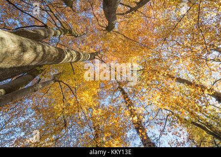 Herbst Vordach in Buche Wald in Surrey, UK, Suchen nach Stockfoto