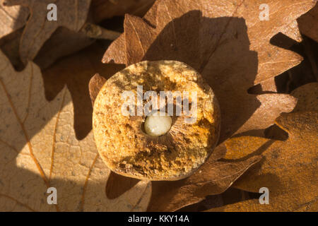 Nahaufnahme einer Eiche Marmor gall Schnitt öffnen, um die Wespe Larve (Andricus kollari) Stockfoto