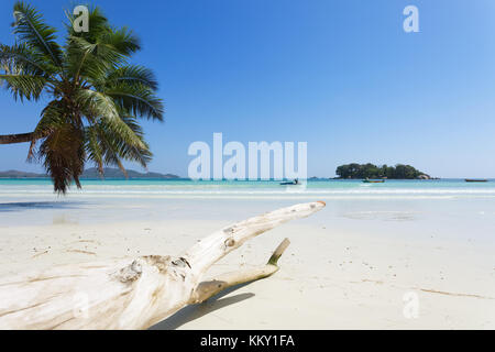 Holz an der Anse Volbert, Praslin - Seychellen - Afrika Stockfoto