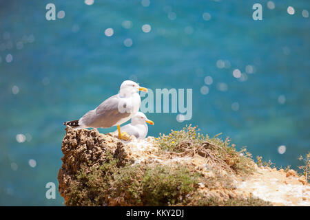 Portugal - Algarve - Möwen im Praia dos Tres Irmaos - Europa Stockfoto
