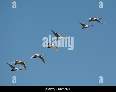 Sieben gehören Singschwan Cygnus cygnus, im Flug, über Morecambe Bay, Lancashire, Großbritannien Stockfoto