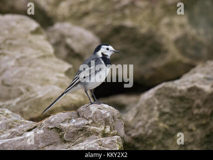 Pied Bachstelze, Motacilla alba, auf Felsen stand am Rande der Morecambe Bay, Lancashire, Großbritannien Stockfoto
