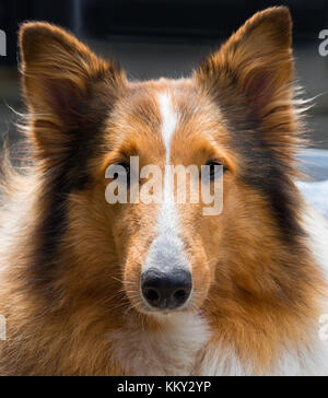 Rough Collie, Schottischer Schäferhund Stockfoto