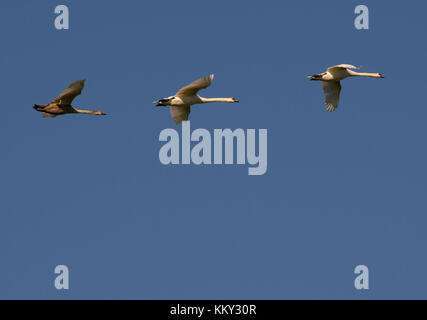 Drei Höckerschwäne, Cygnus olor, im Flug gegen den blauen Himmel, Lancashire, Großbritannien Stockfoto