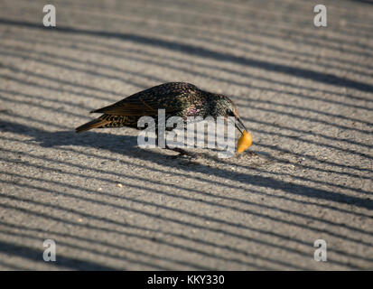 Common Starling, Sturnus vulgaris, Essen chip in Dorset, Großbritannien Stockfoto