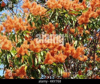 Orange Blume des Palozantos oder Long John Ant Baum auf Niederlassung im Garten in den öffentlichen Park. Stockfoto