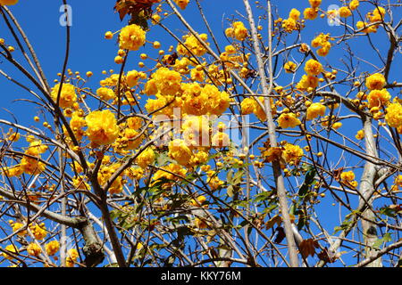 Gelbe Seide Baumwolle Blumen auf Zweig Baum und blauer Himmel im sonnigen Tag im Garten. Stockfoto
