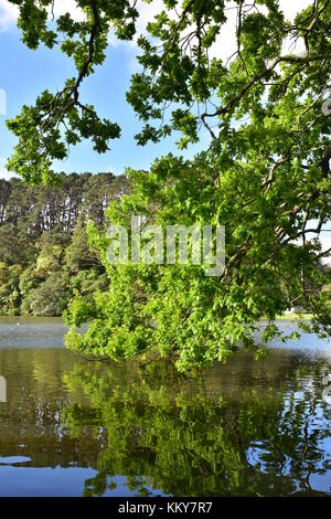 Zweige mit frischen grünen Blätter über Wasser hängen und auf ruhigen Oberfläche reflektiert. Stockfoto