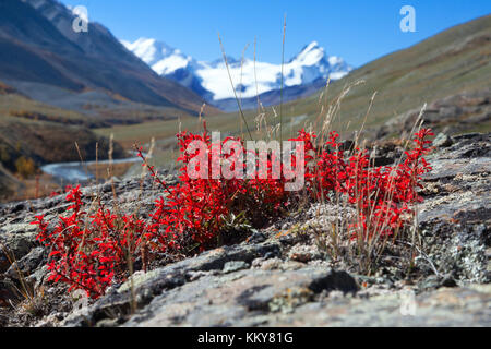 Rote Blattbeere auf dem Hintergrund schneebedeckter Berge Stockfoto