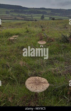 Parasolpilze, Macrolepiota procera, im Grasland auf Corfe Common, Dorset. Stockfoto