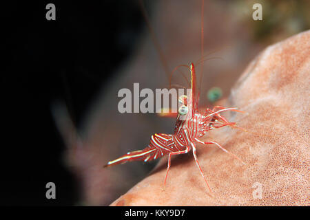 Kamel (rhynchocinetes durbanensis Garnelen, aka hingebeak Prawn, Scharnier - Schnabel Garnelen). Padang Bai, Bali, Indonesien Stockfoto