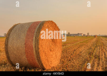 Nahaufnahme eines zylindrischen Ballen Heu in einem Ackerland/Ausdehnung von Heu zylindrischen Ballen in einer Ackerland Stockfoto