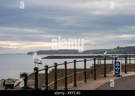 Möwen (Laridae) an der Küste von Sidmouth, Devon, wo es illegal ist, die Vögel zu füttern. Stockfoto